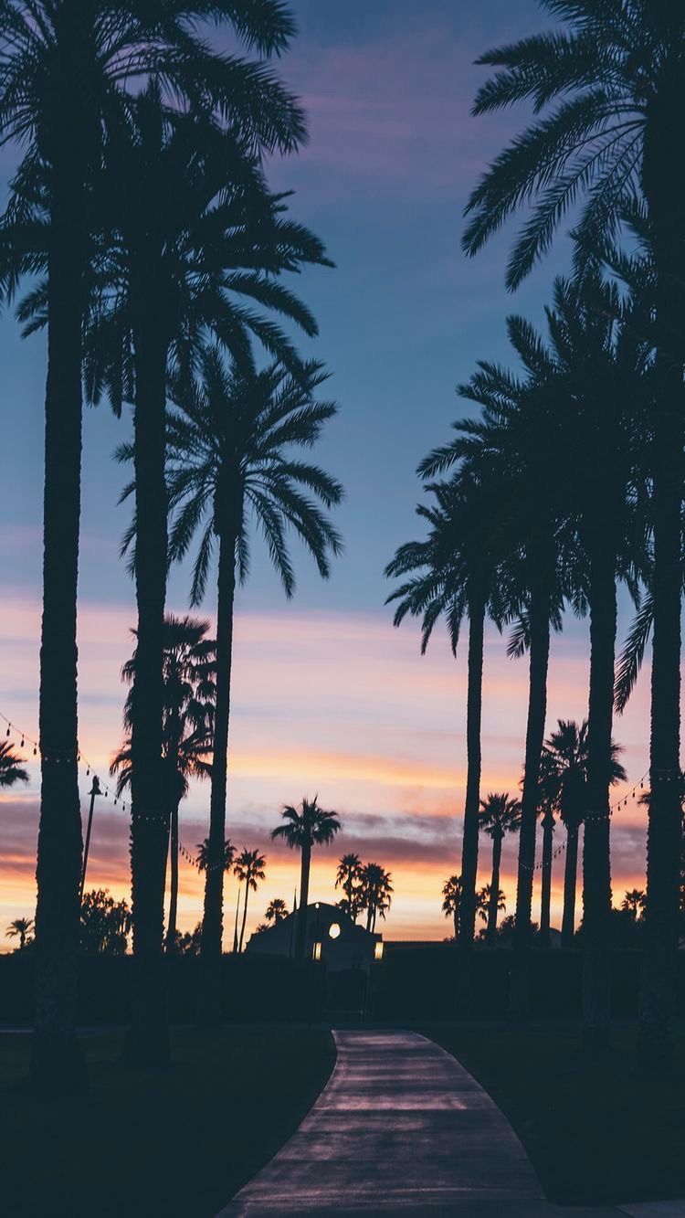 Por la noche con palmeras | Fondos de pantalla | Fondo de pantalla de verano, árbol