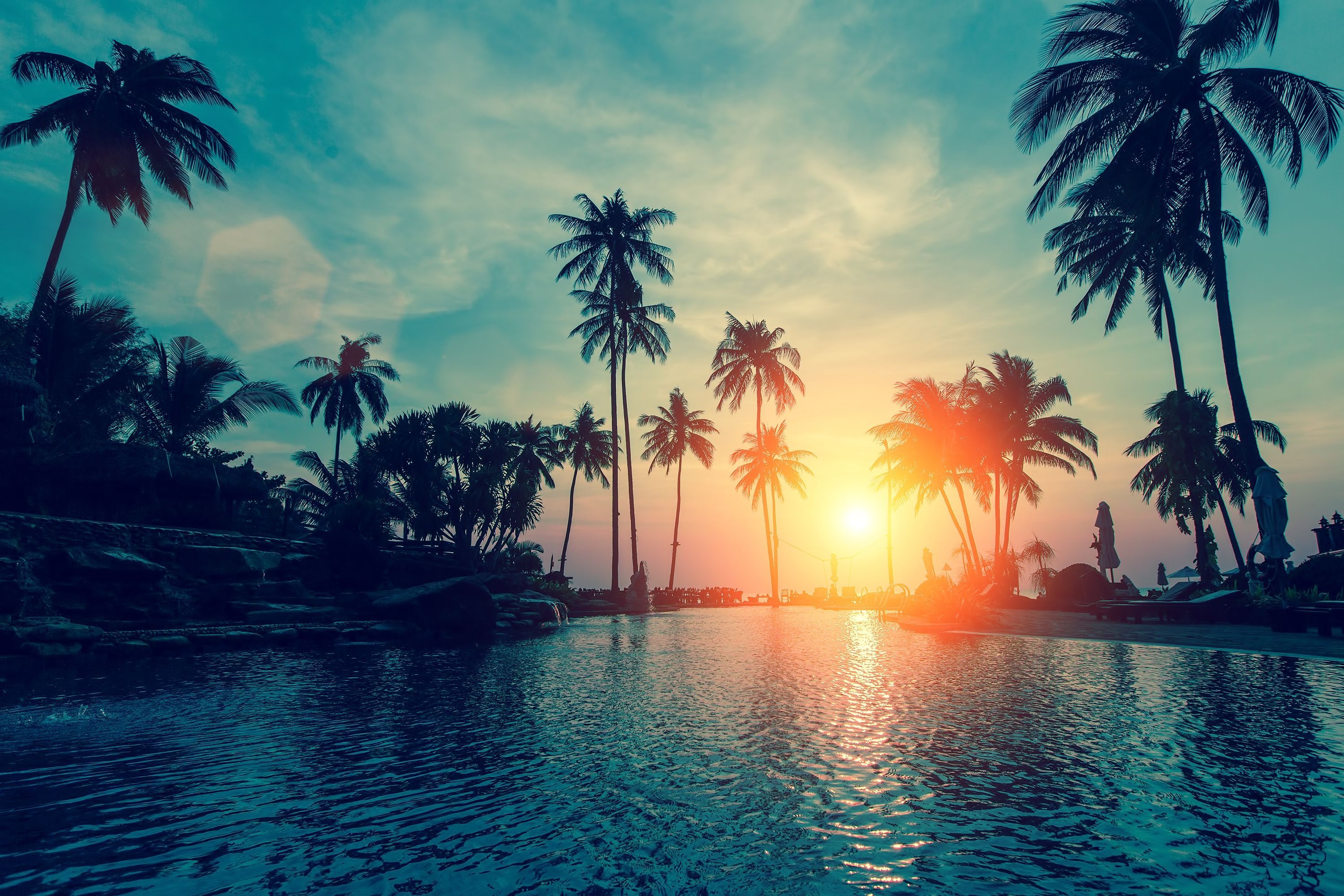 Más de 55 fondos de pantalla de Tropical Palm Tree - Descarga