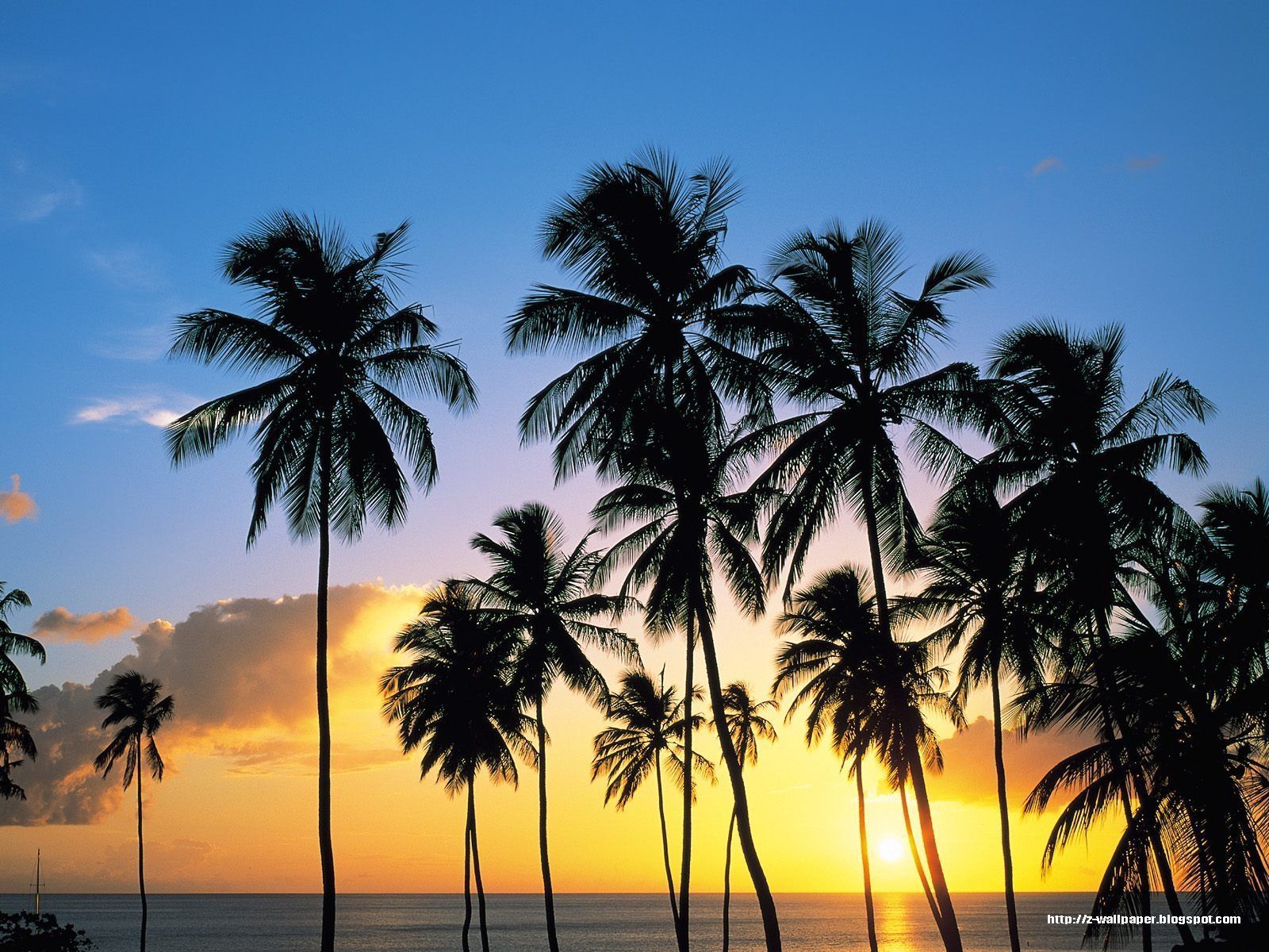 California Palm Trees Wallpaper Background 1 Fondos de pantalla HD | Verano