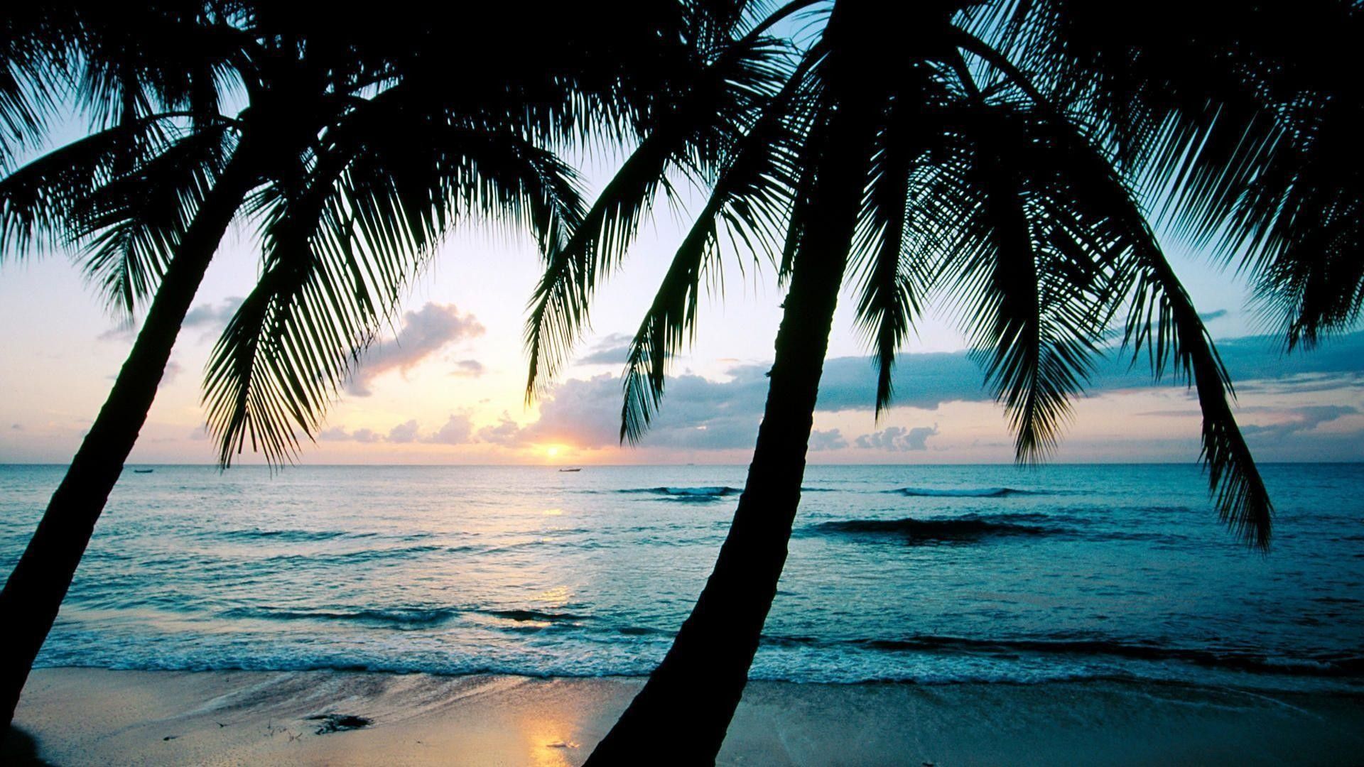 Palm Tree Wallpaper Desktop (más de 69 imágenes)