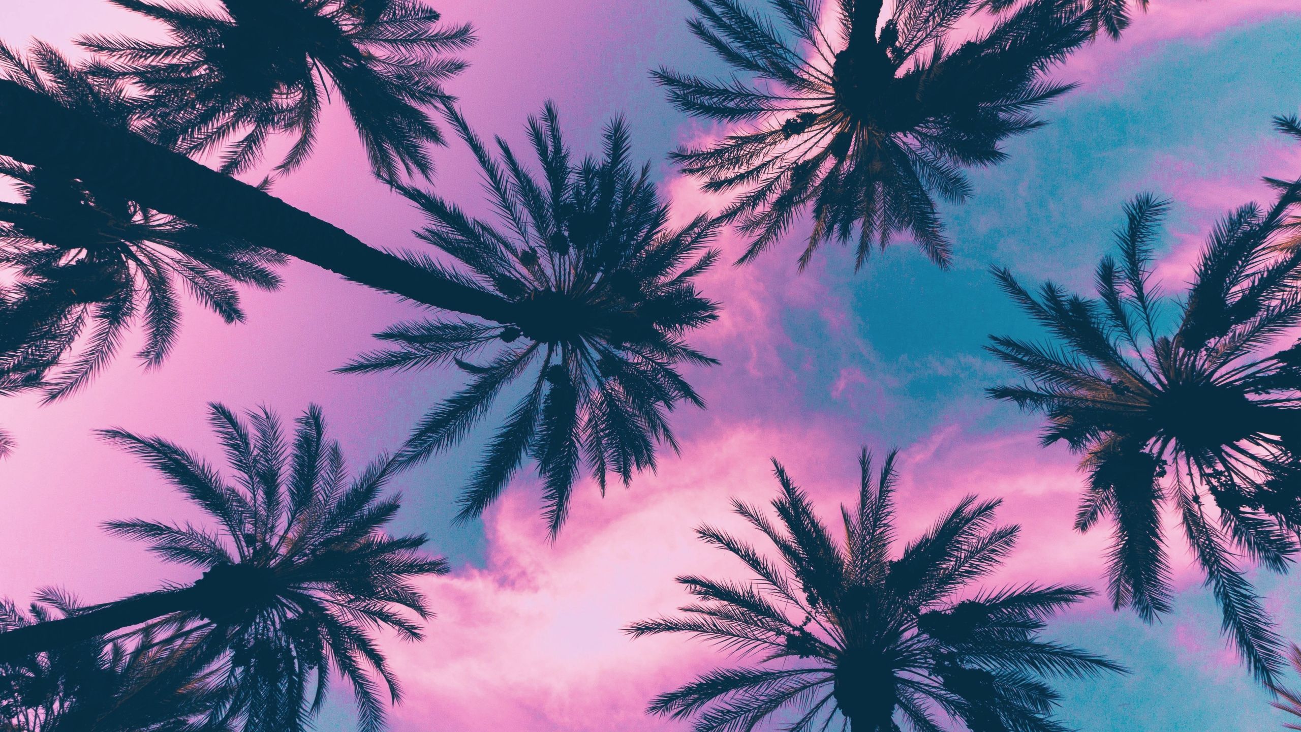 Fondos de pantalla: palmeras 2560x1440 - migster111 - 1294685 - HD