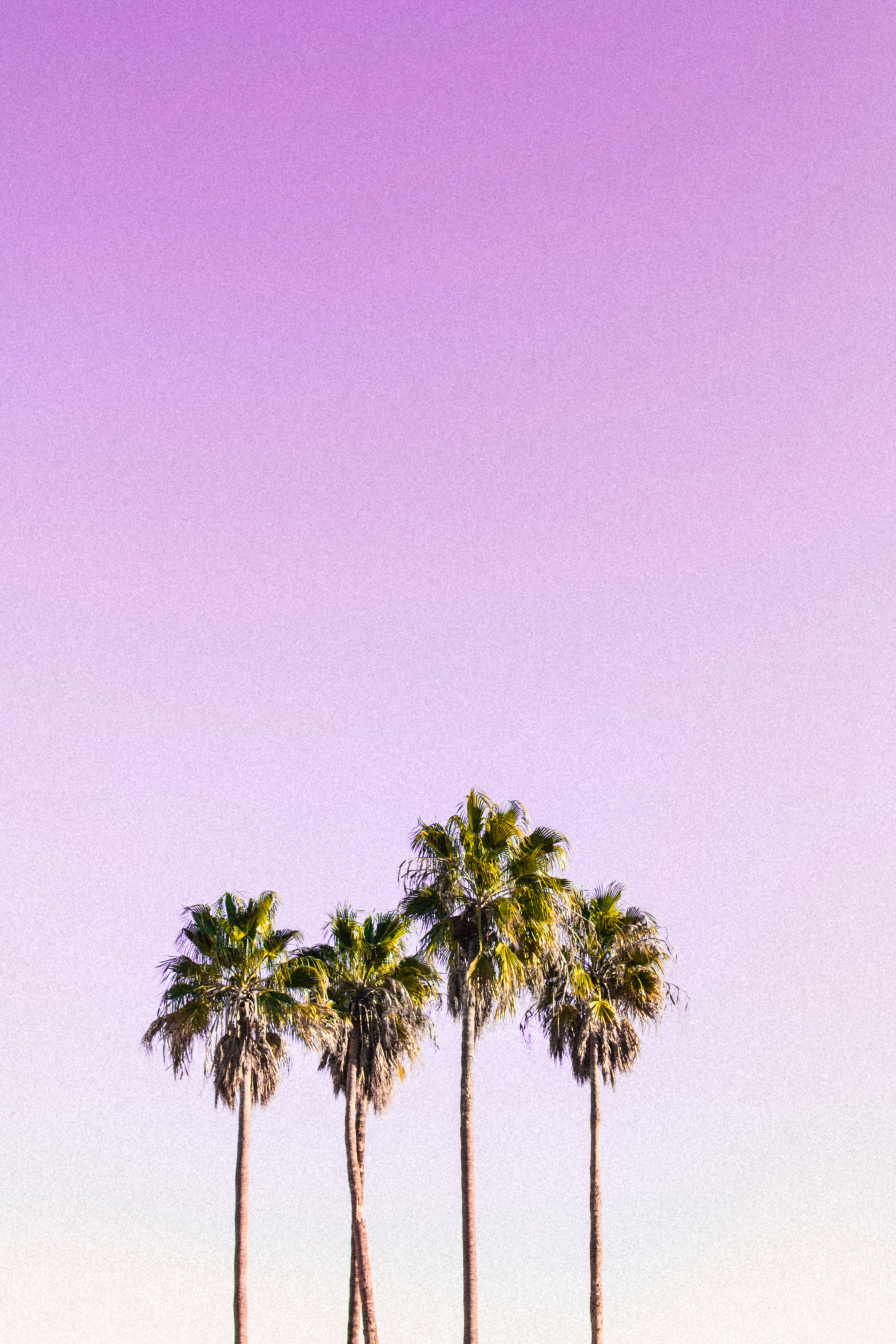 Palm Trees Wallpapers