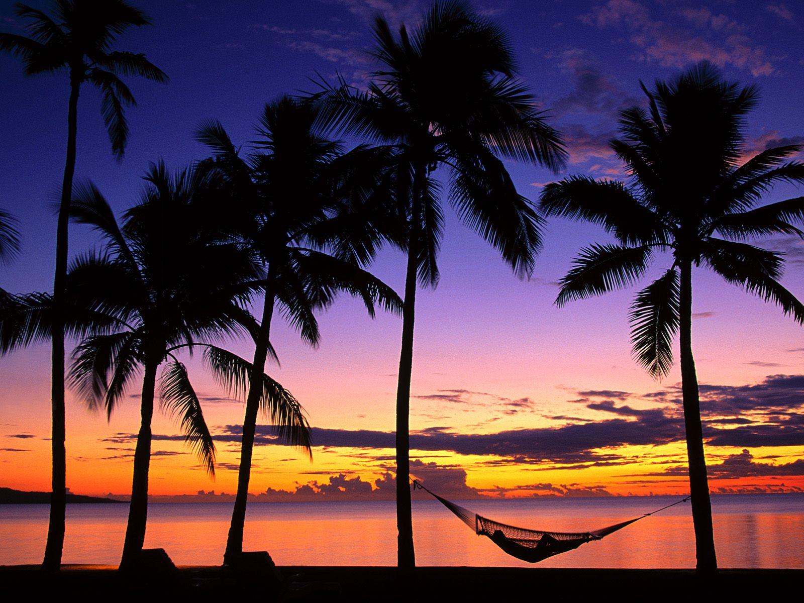 Fondo de pantalla de Palm Trees | 1600x1200 | # 3987