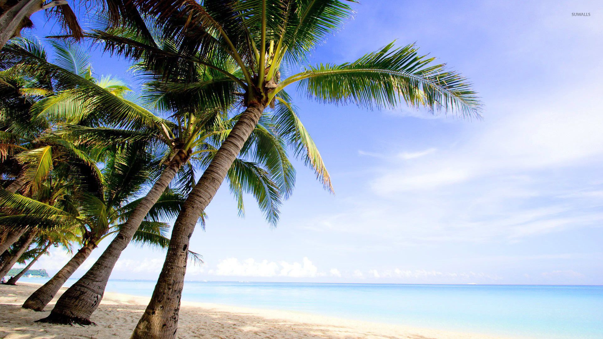Palmeras fondo de pantalla - Playa fondos de pantalla - # 20462