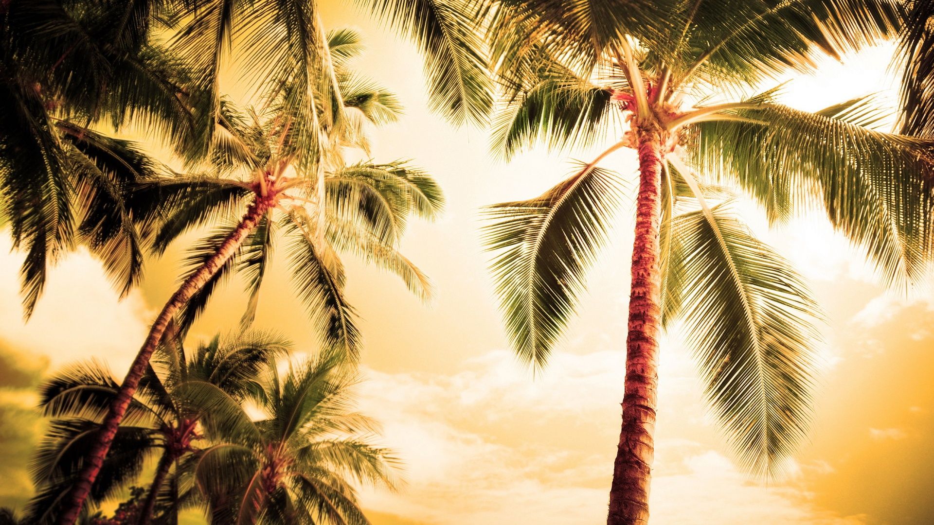Fondo de pantalla de palmeras # 6974878