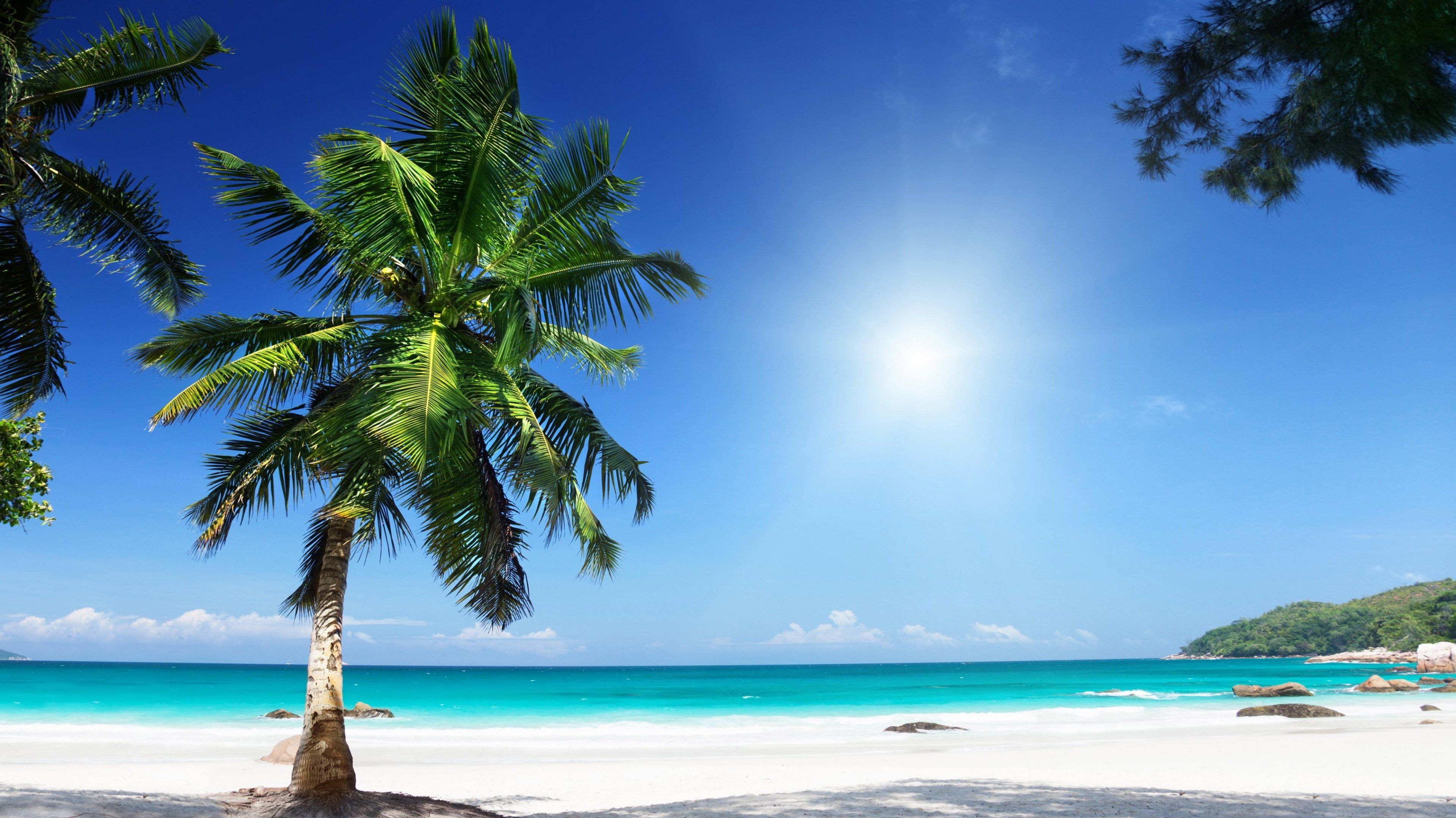 145 Fondos de pantalla de Palm Tree HD | Imágenes de fondo