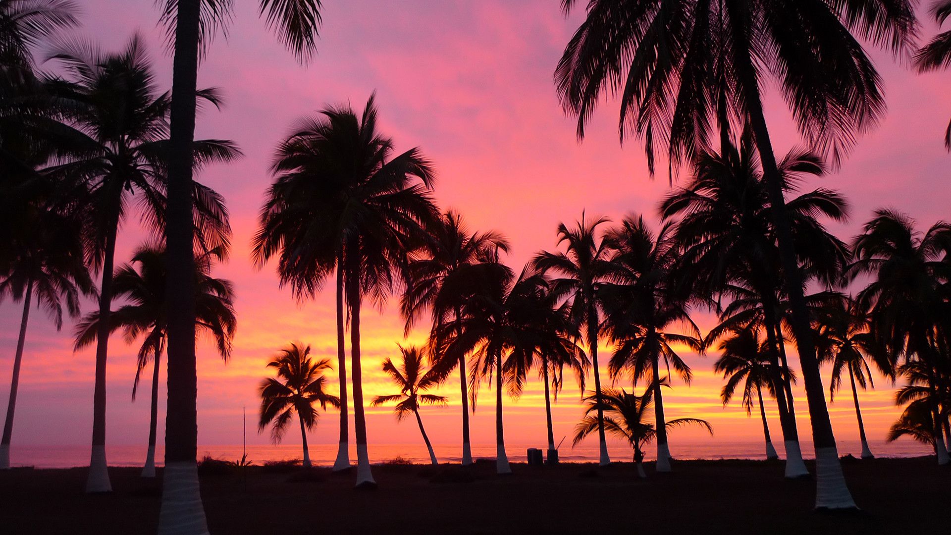 Más de 60 fondos de pantalla de Palm Tree