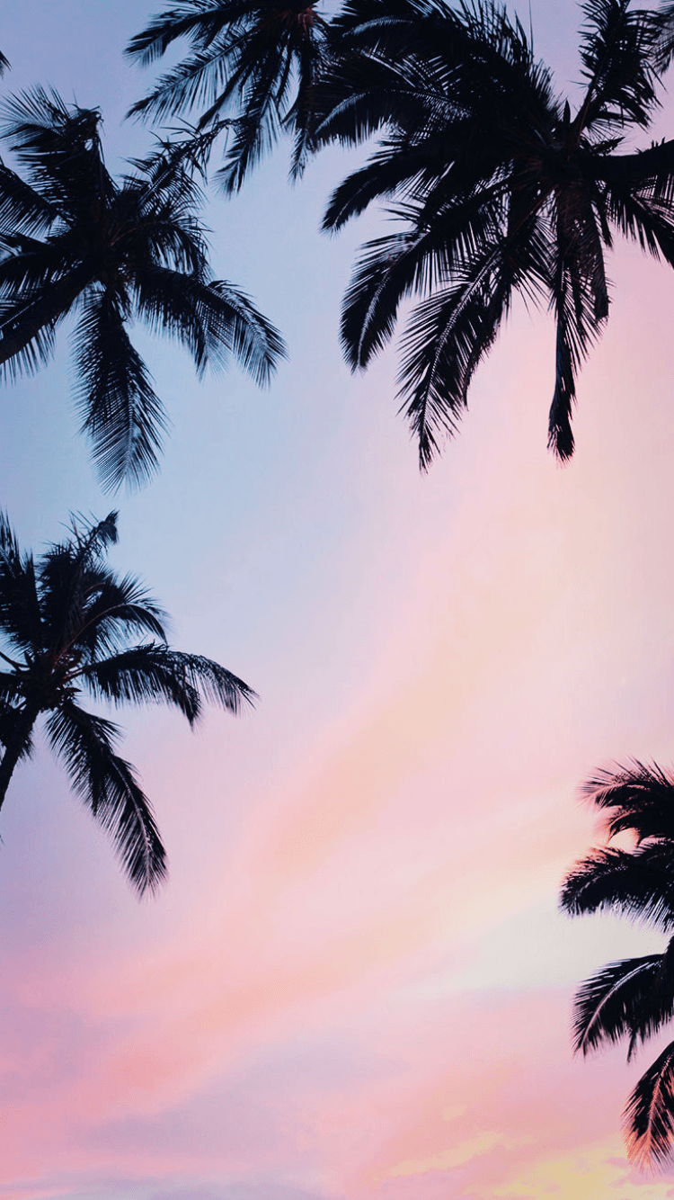 Aesthetic Palm Tree Phone Wallpapers - Top gratis Estética Palm Tree