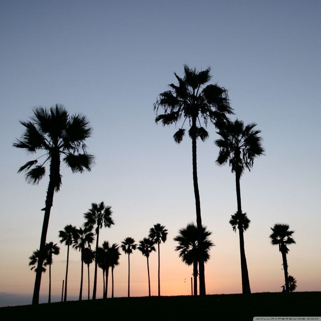Fondos de palmeras # 723W736 (1024x1024 px) | WallpapersExpert.com