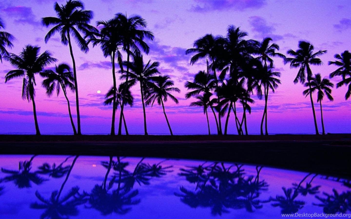 Palm Tree Fondos De Escritorio Fondo