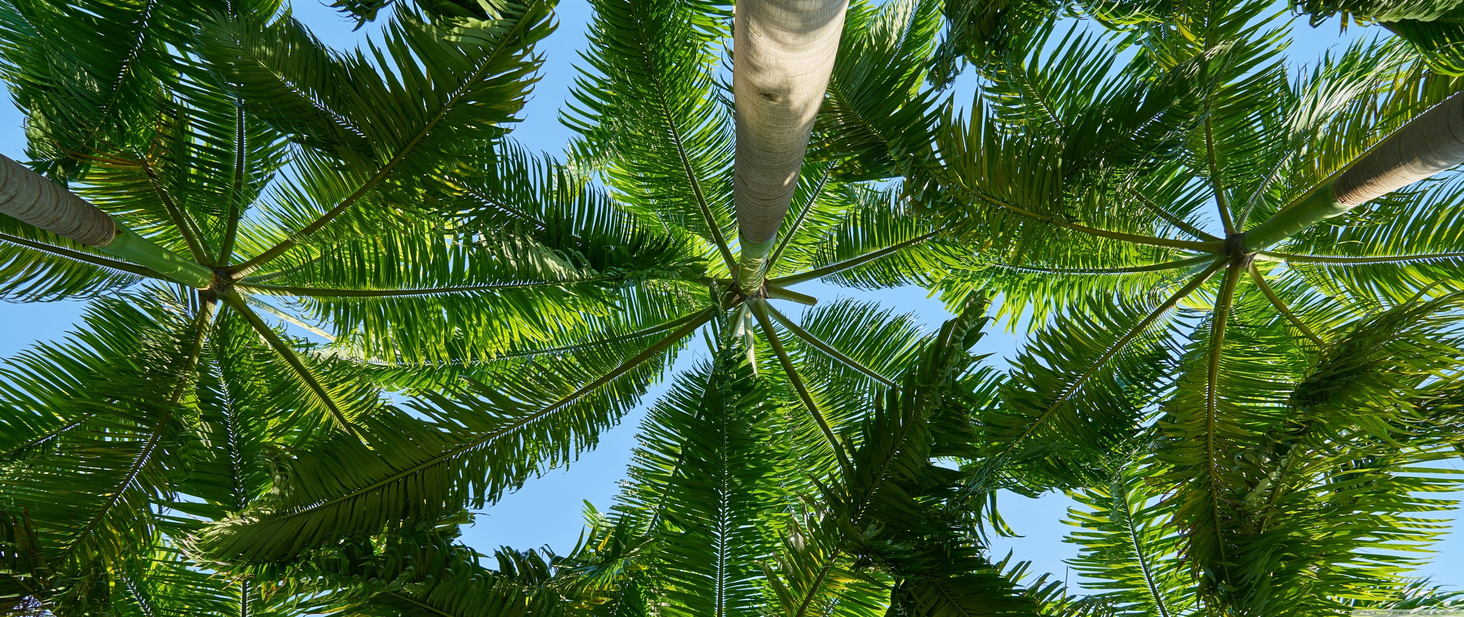 Palm Trees ❤ Fondo de escritorio 4K HD para 4K Ultra HD TV • Wide