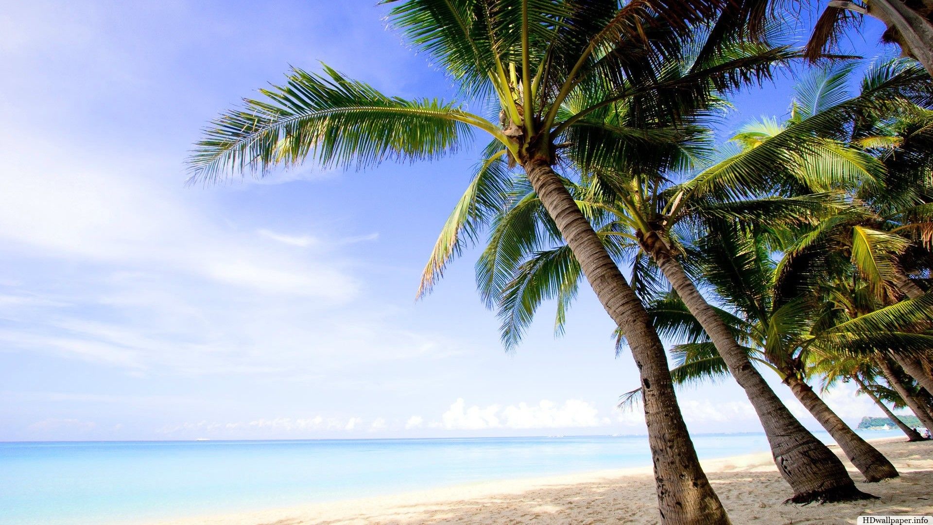 Palm Tree Desktop Wallpapers (más de 73 imágenes de fondo)