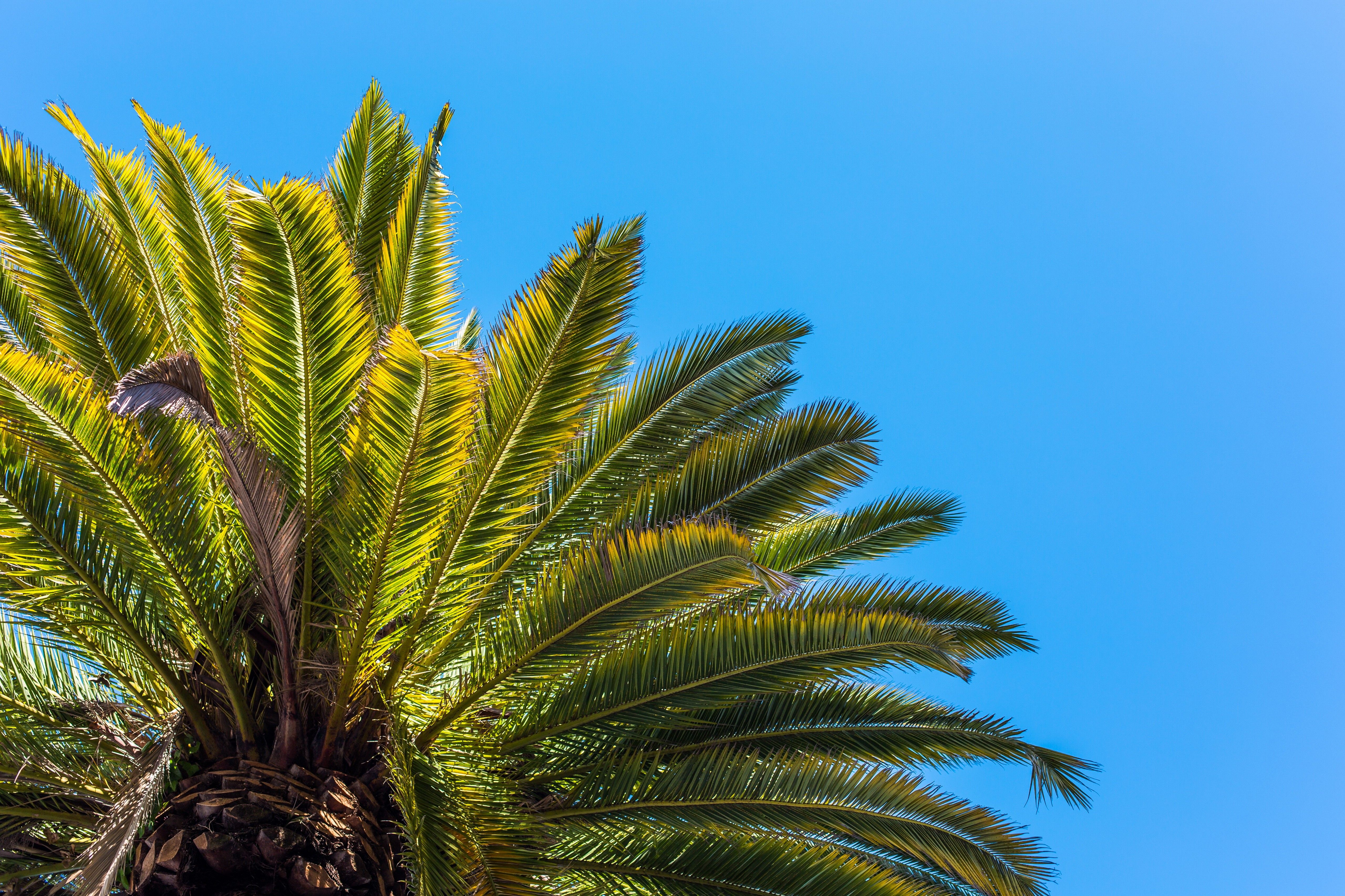 2949404 5120x3414 árboles cielo hojas palmeras papel tapiz y