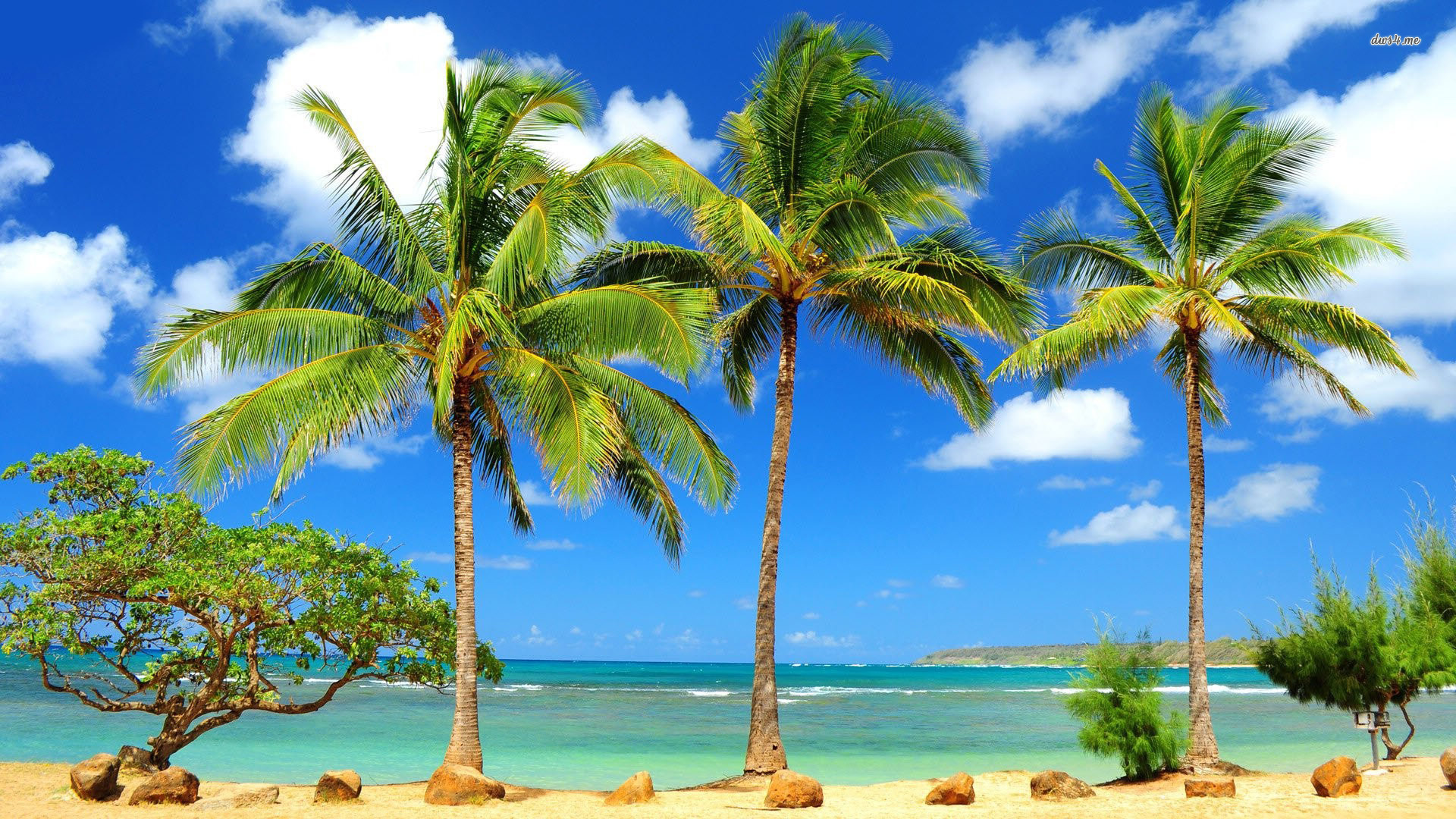 Cp Paurb: palmeras Fondos de escritorio para fondo de pantalla HD gratis
