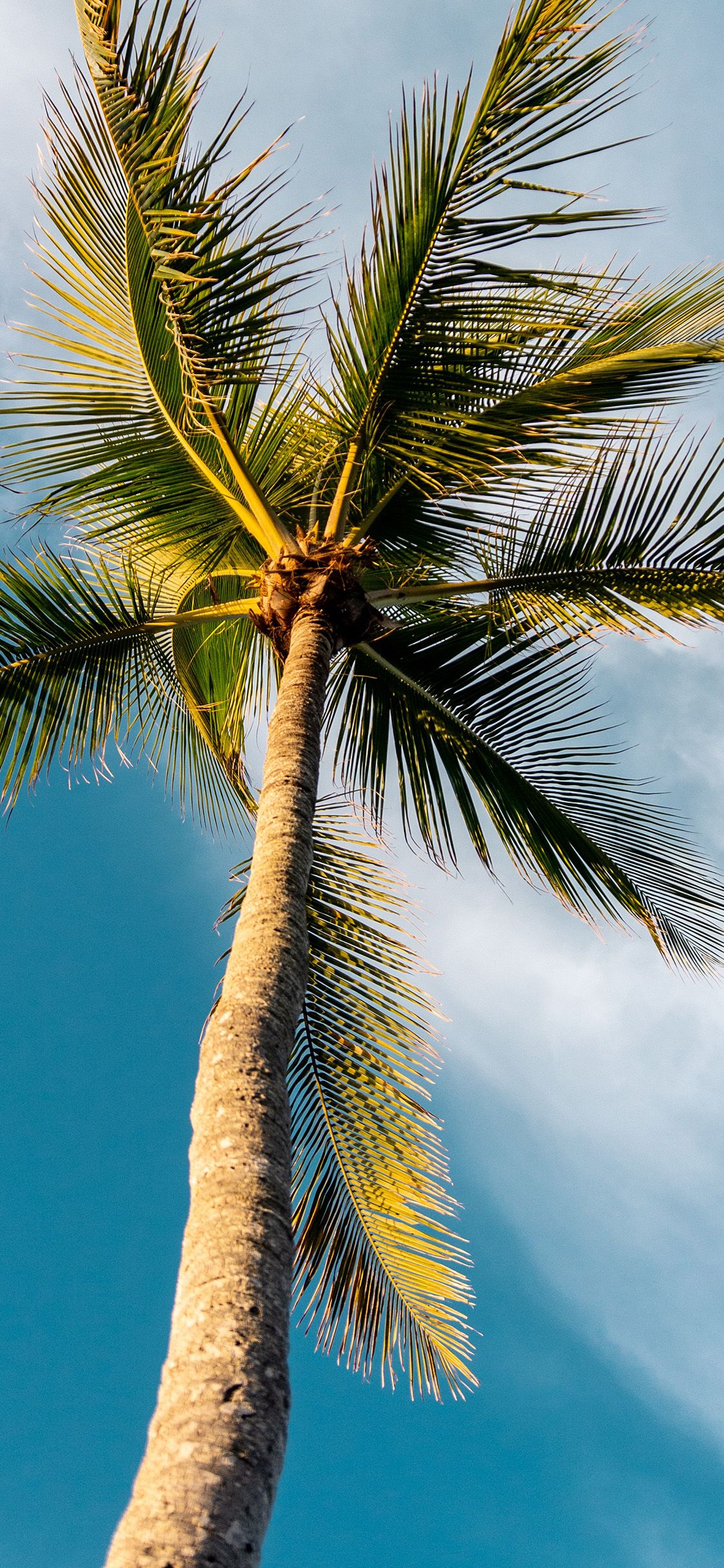 Iphone X - Iphone X Wallpaper Palm Trees Free Wallpaper