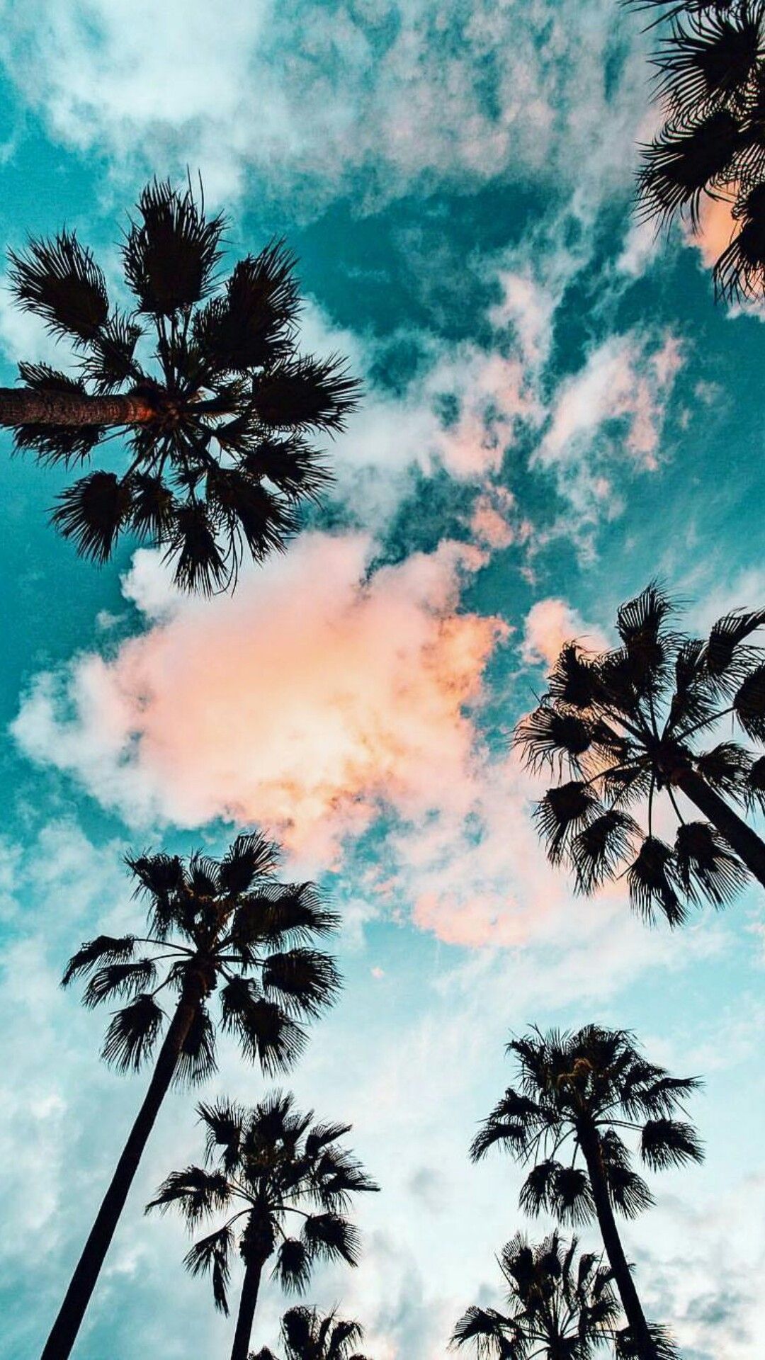 45+ Palm Tree iPhone Fondos de pantalla - Descargar
