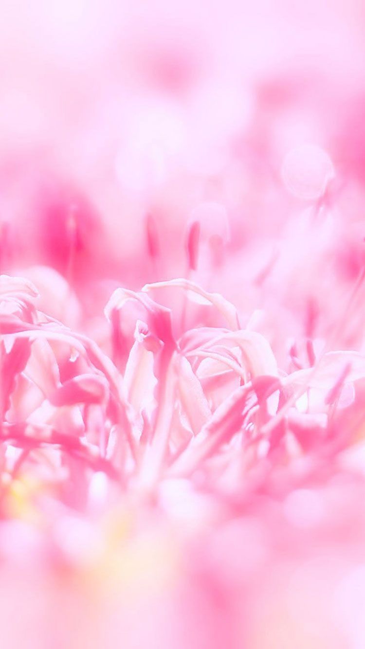 30 fondos de pantalla de iphone rosa rosa