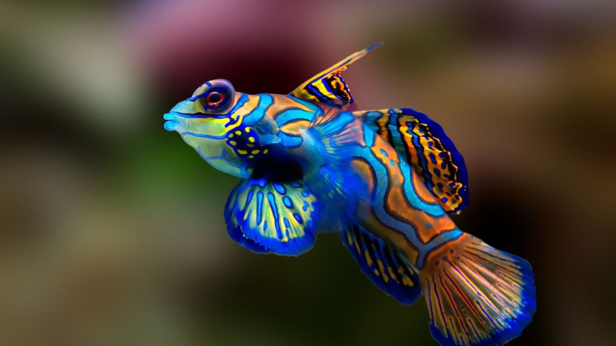 Pez colores animales marinos fondo de pantalla | 2560x1440 | 1126438