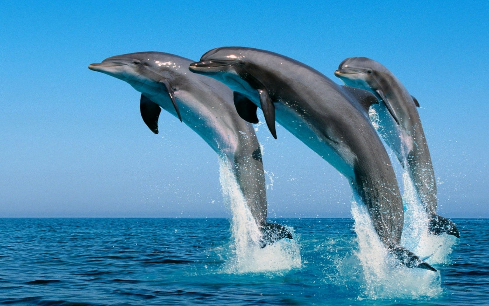 Te ofrece los mejores fondos de pantalla de animales marinos