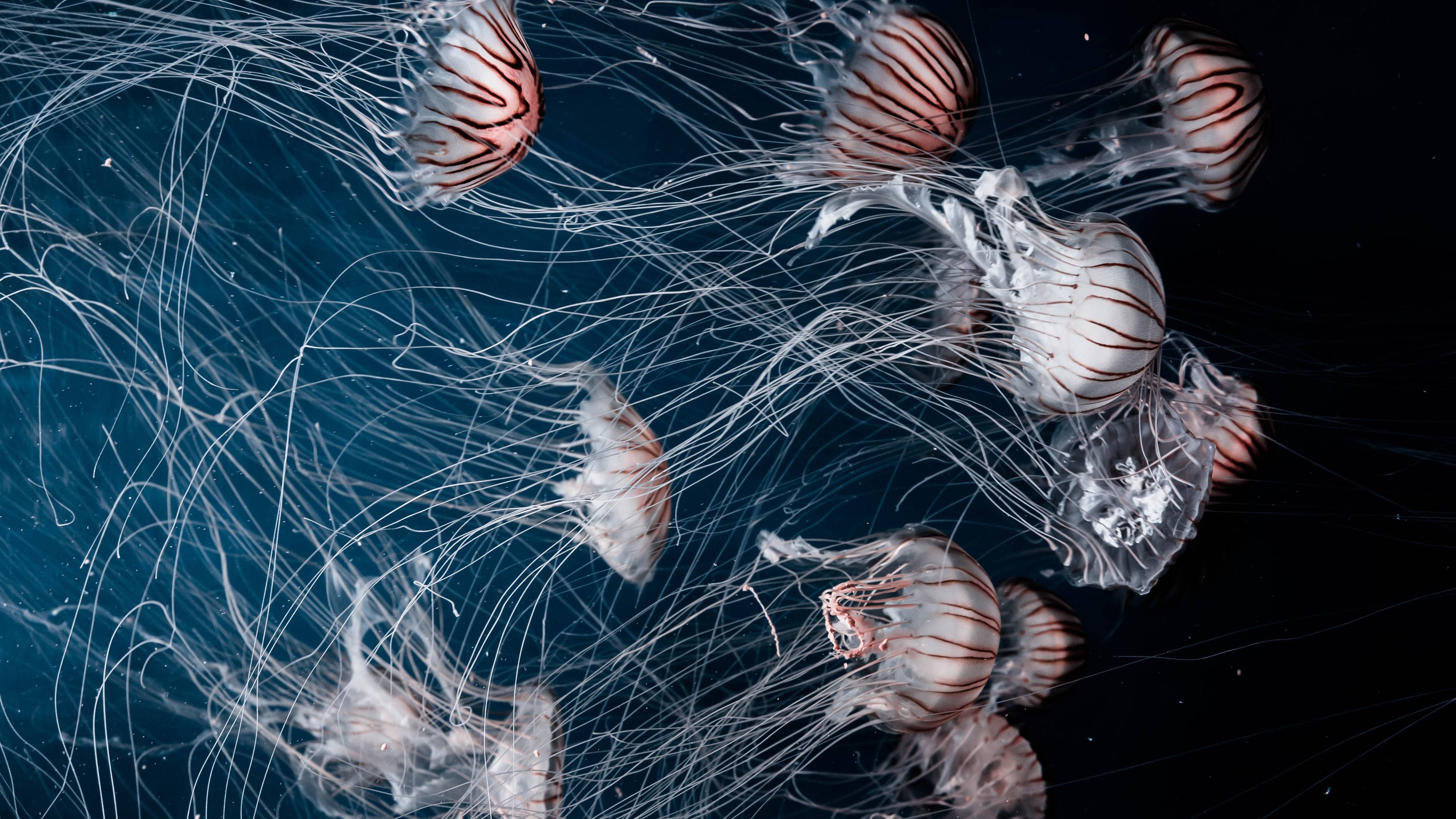 Fondos de pantalla Medusas en animales marinos submarinos y hermosos