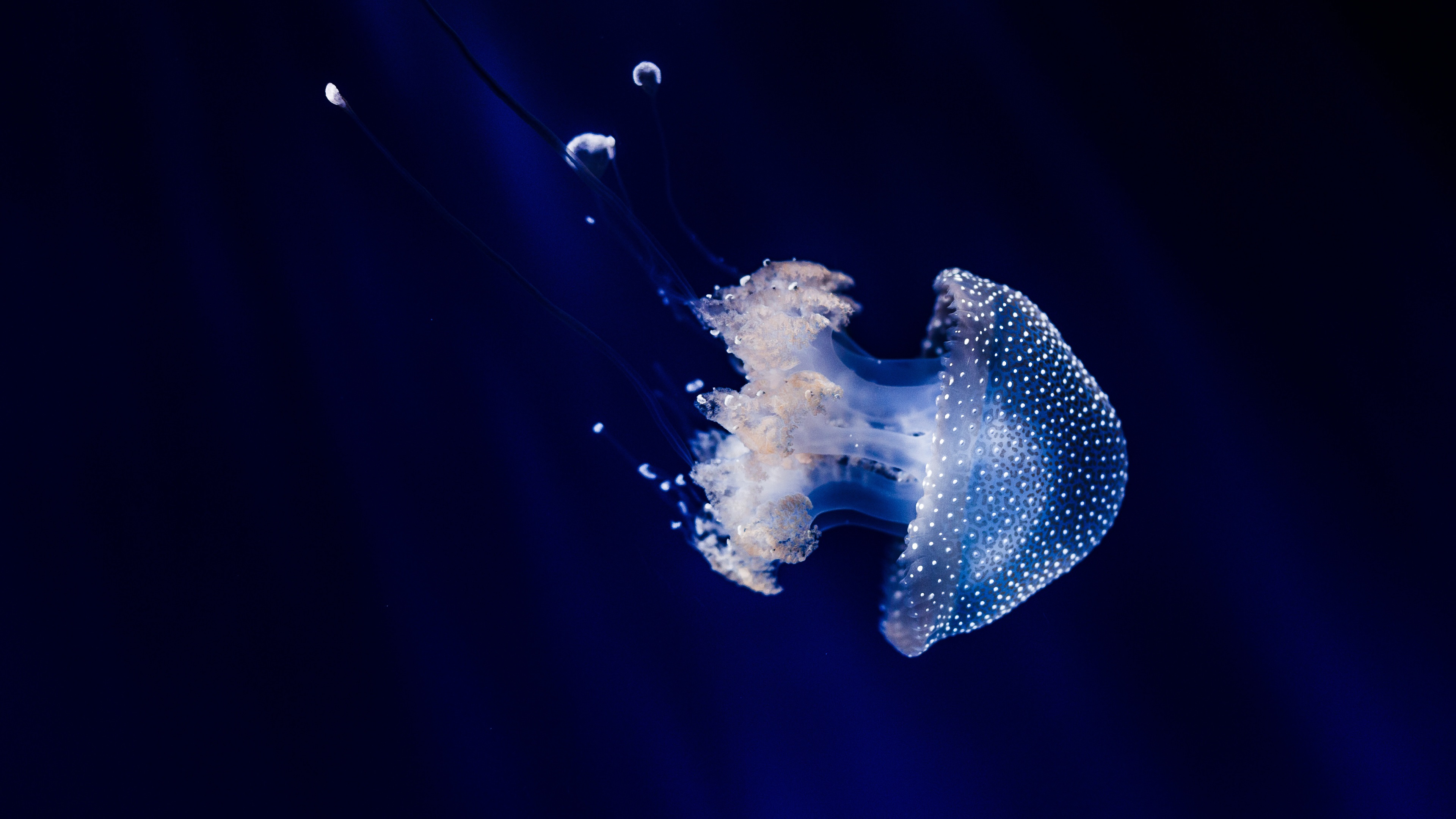 Fondos de pantalla Hermosos animales marinos, medusas, luz 3840x2160