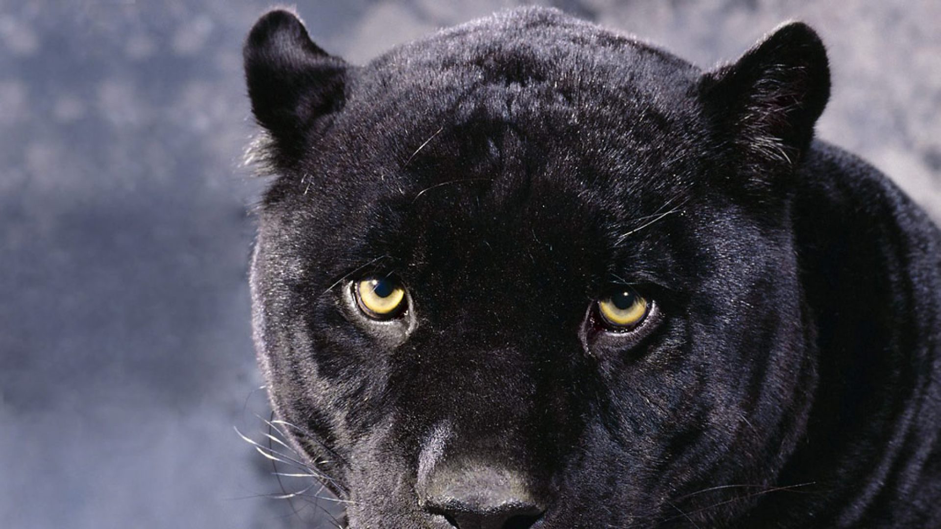 Pantera negra - 1920x1080 :: Fondos de pantalla y fondos de pantalla