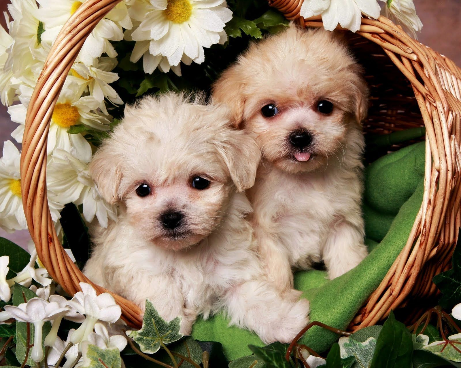 Fondo de pantalla de perro 1600x1279