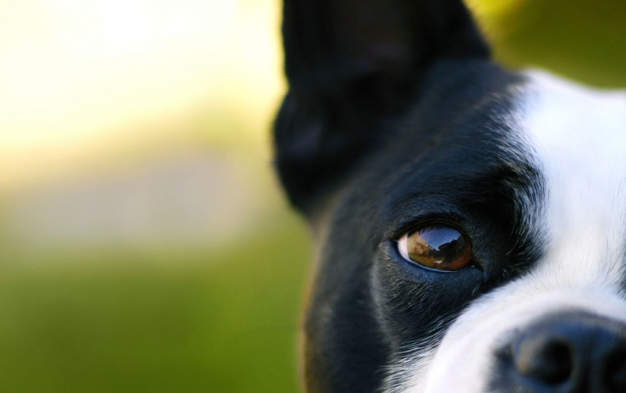 Fondo de pantalla de perro 1280x804