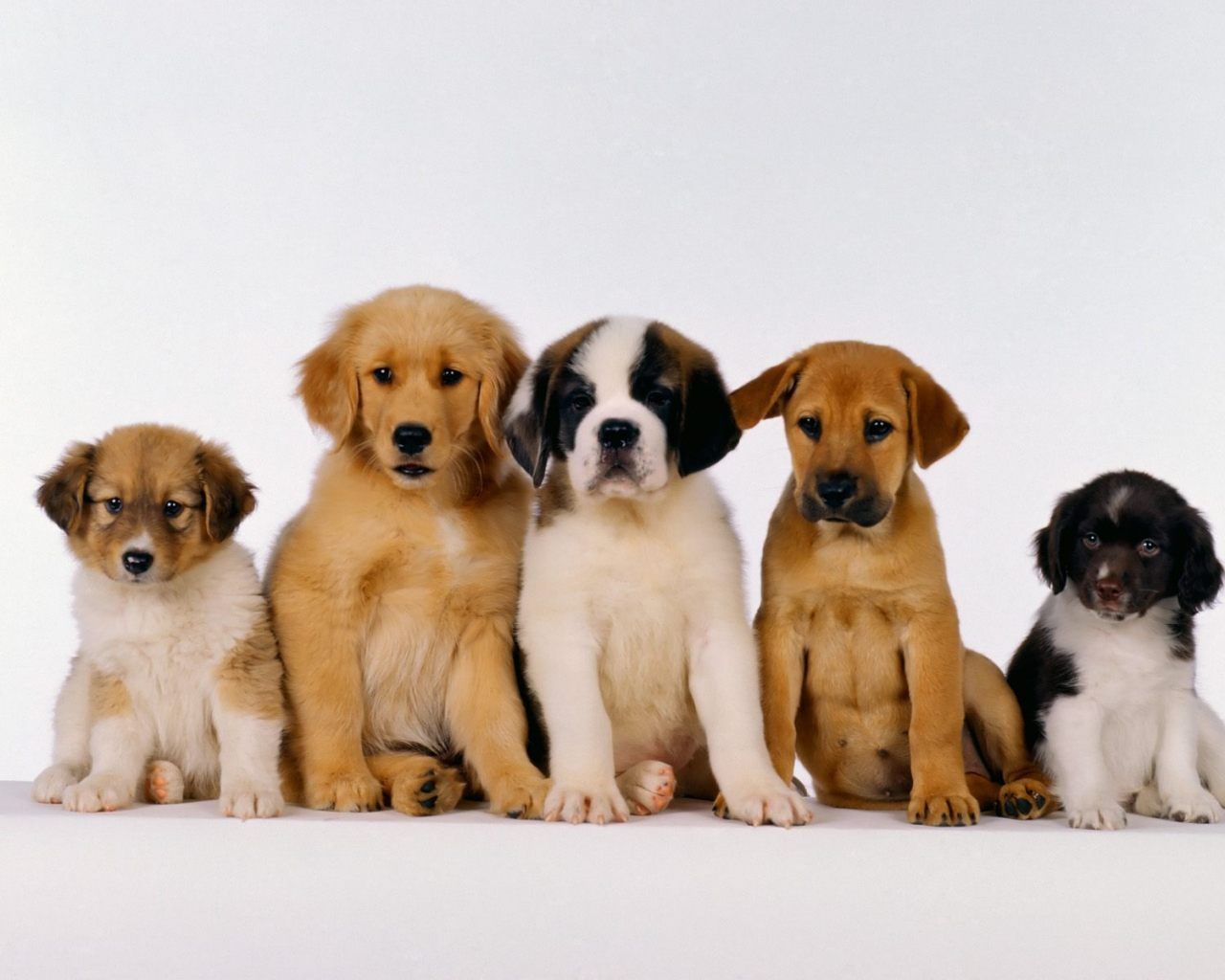 Fondo de pantalla de perro 1280x1024
