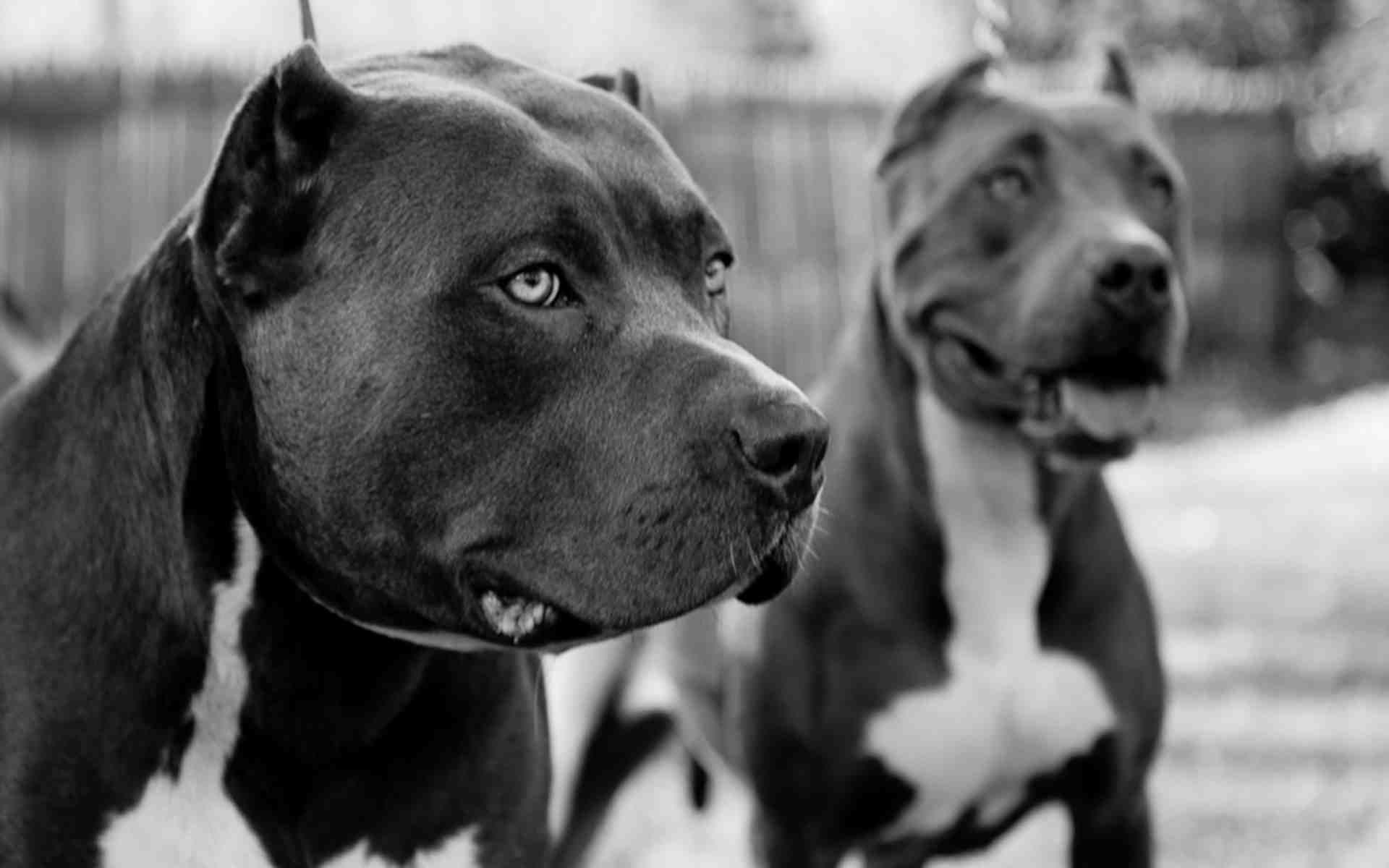Fondo de pantalla de perro 1920x1200