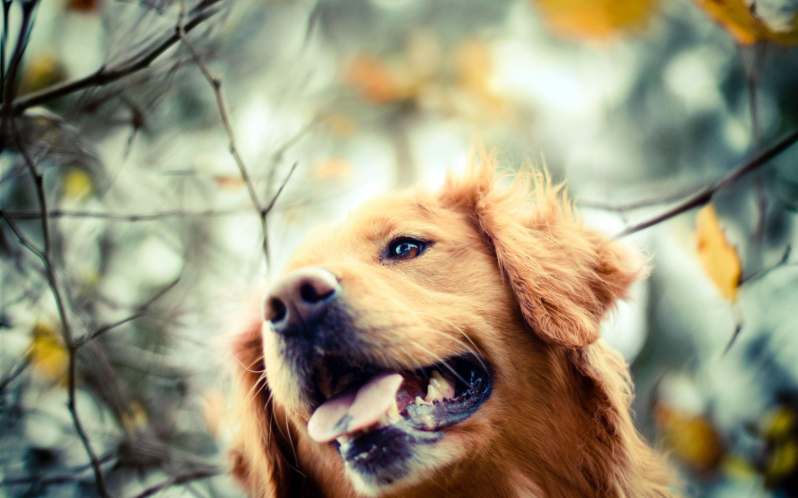 Fondo de pantalla de perro 2560x1600
