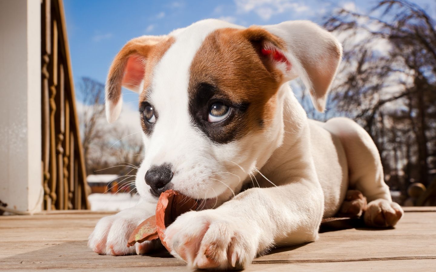 Fondo de pantalla de perro 1440x900