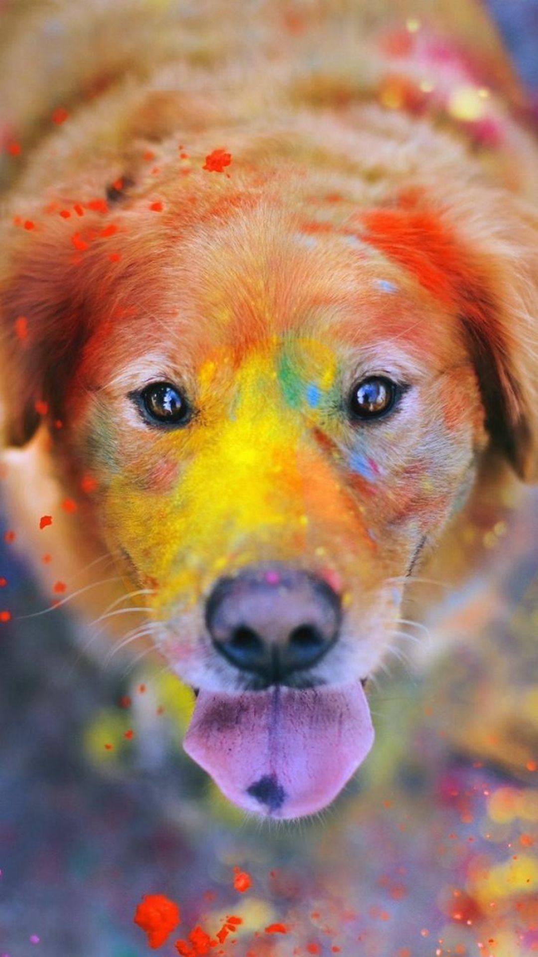 Fondo de pantalla de perro 1080x1920