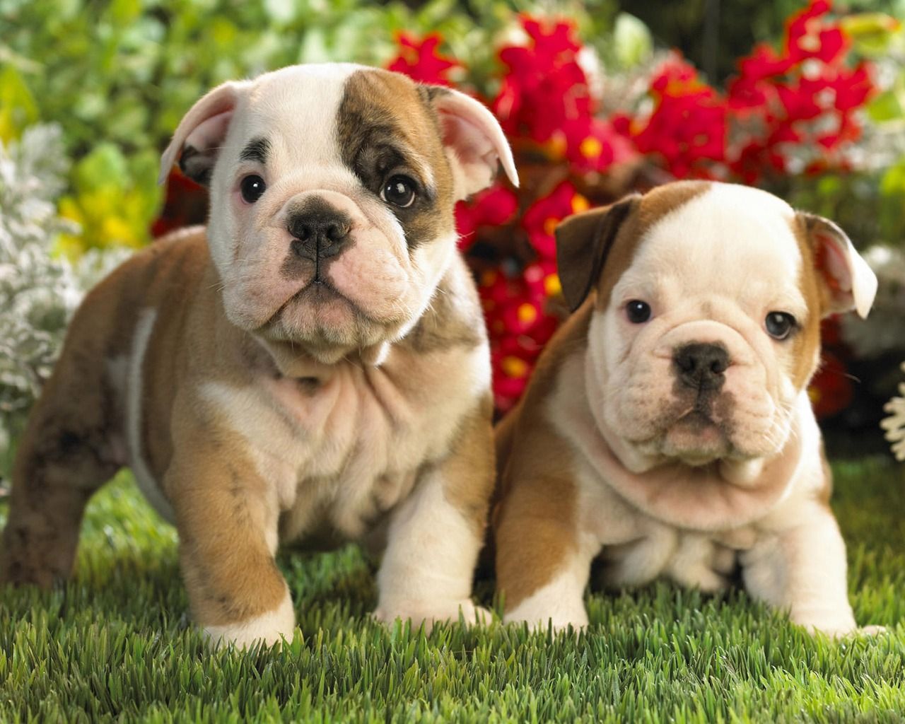 Fondo de pantalla de perro 1280x1024