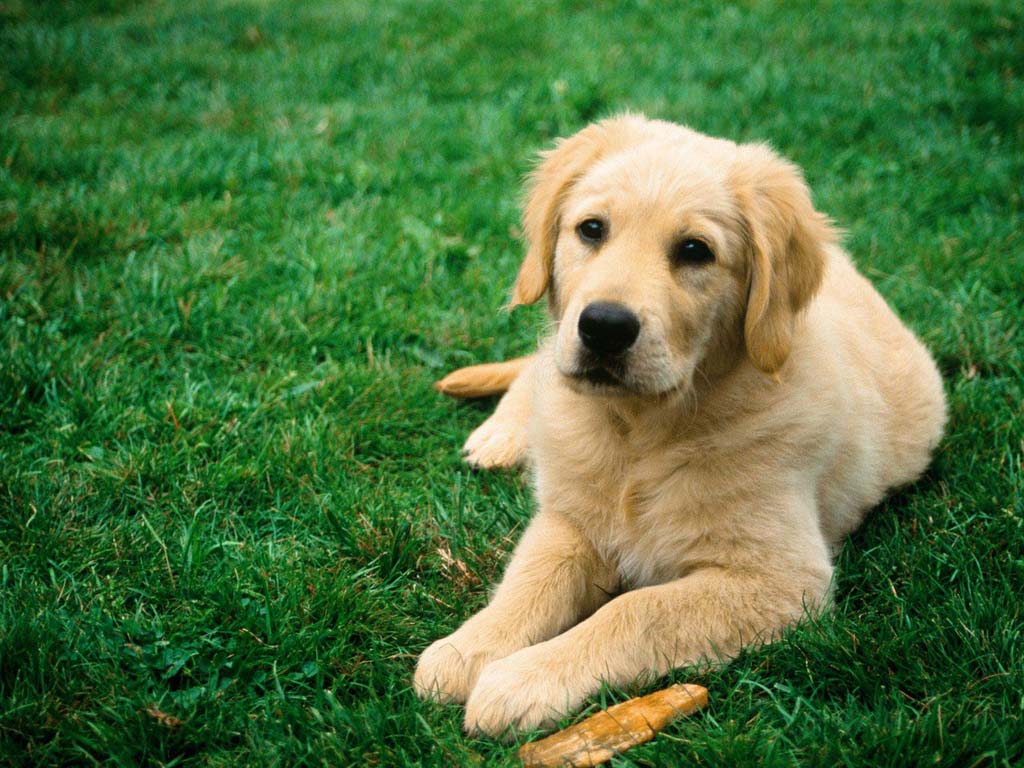 Fondo de pantalla de perro 1024x768