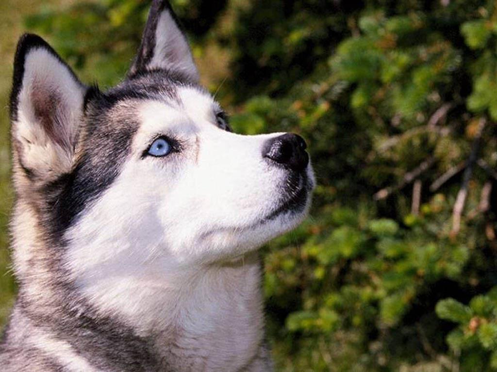 Fondo de pantalla de perro 1024x768