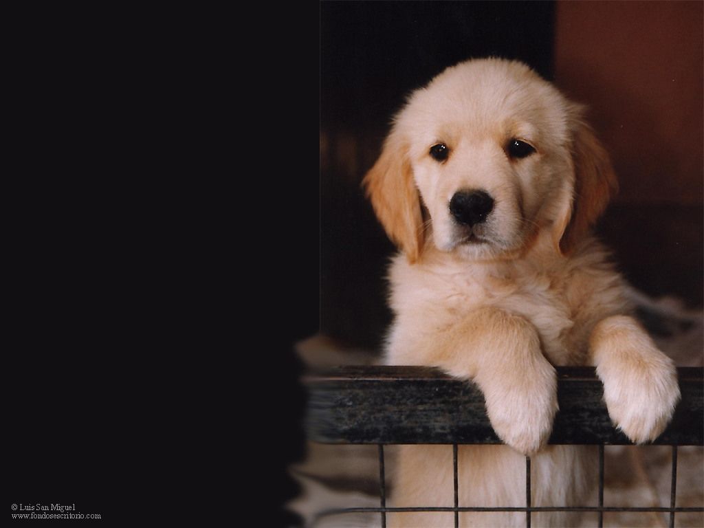 Fondo de pantalla de perro 1024x768