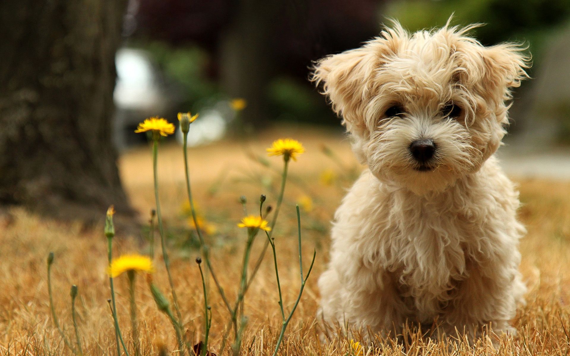 Fondo de pantalla de perro 1920x1200