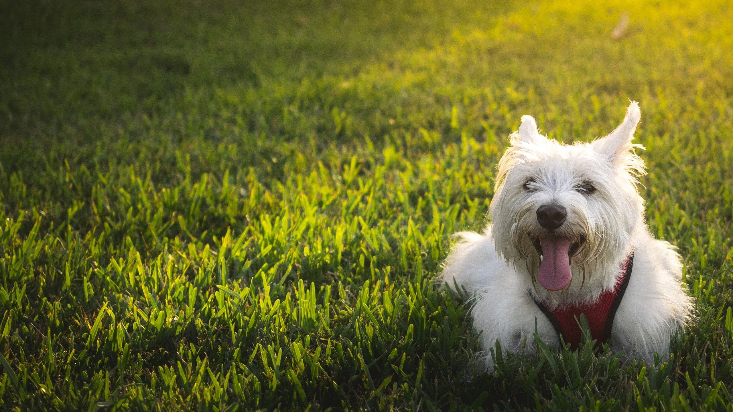 Fondo de pantalla de perro 2560x1440
