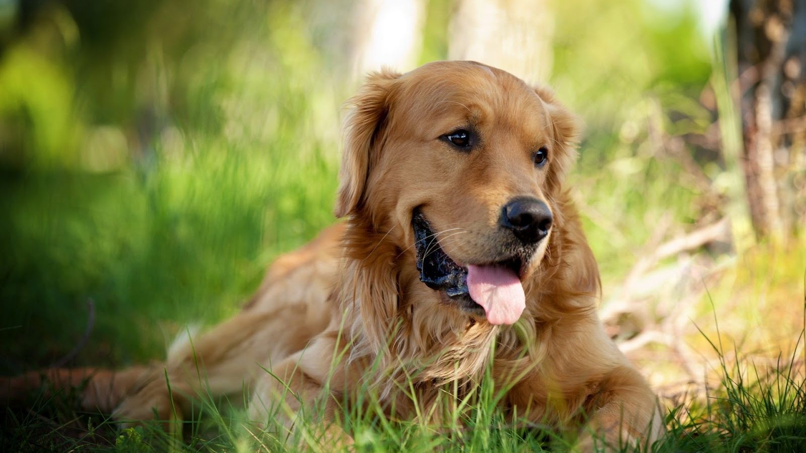 Fondo de pantalla de perro 1600x900