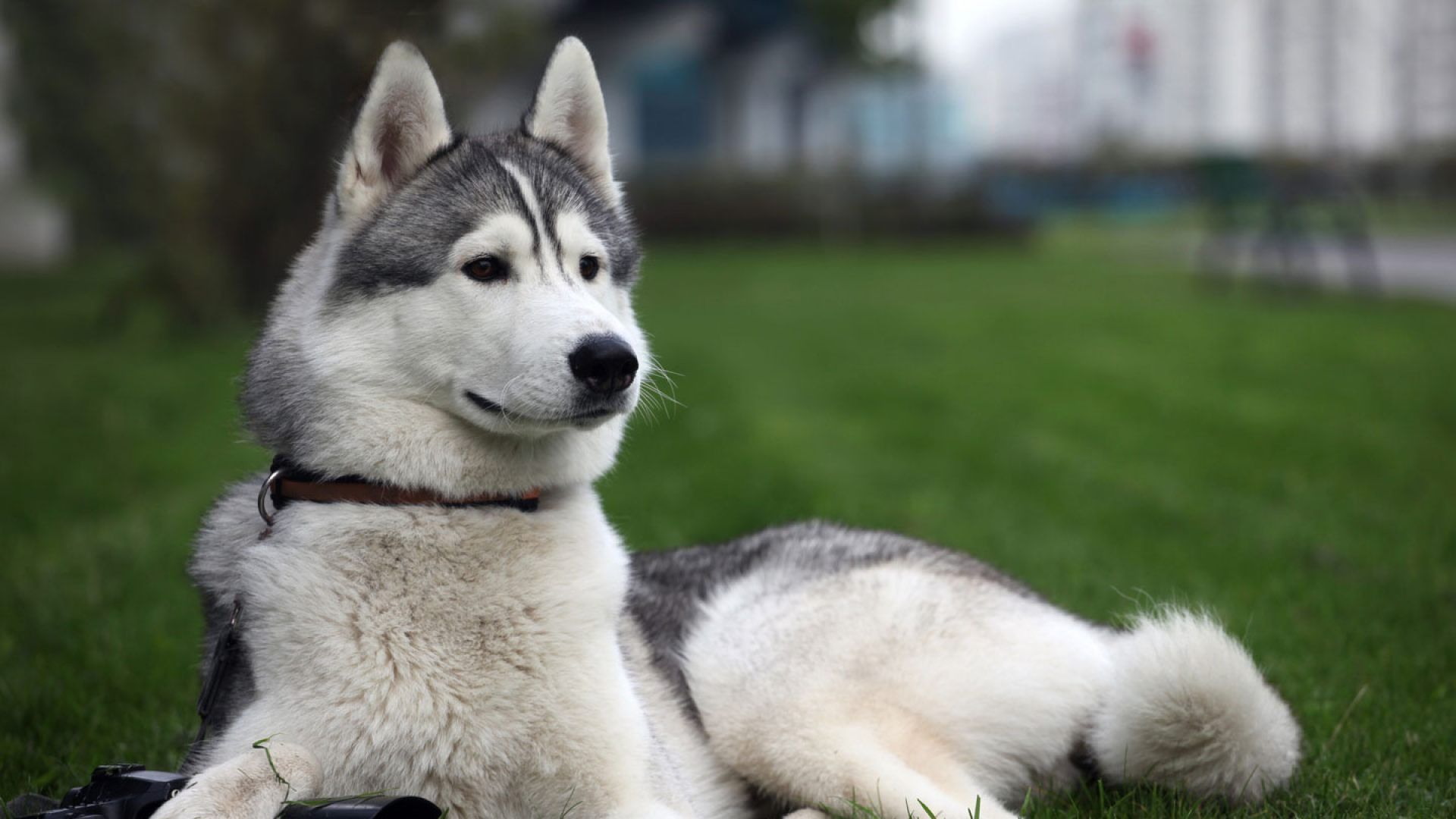 Fondo de pantalla de perro 1920x1080