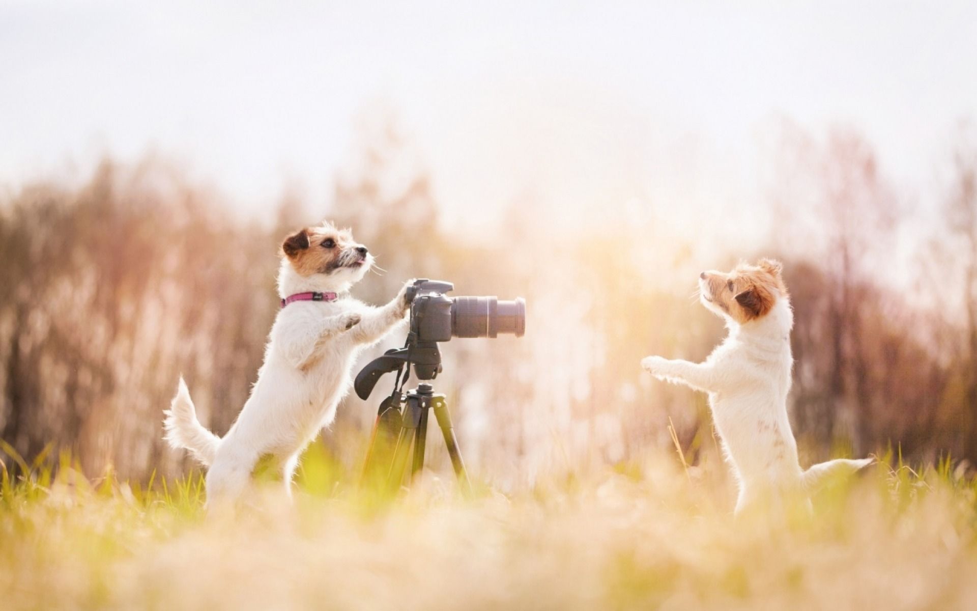 Fondo de pantalla de perro 1920x1200
