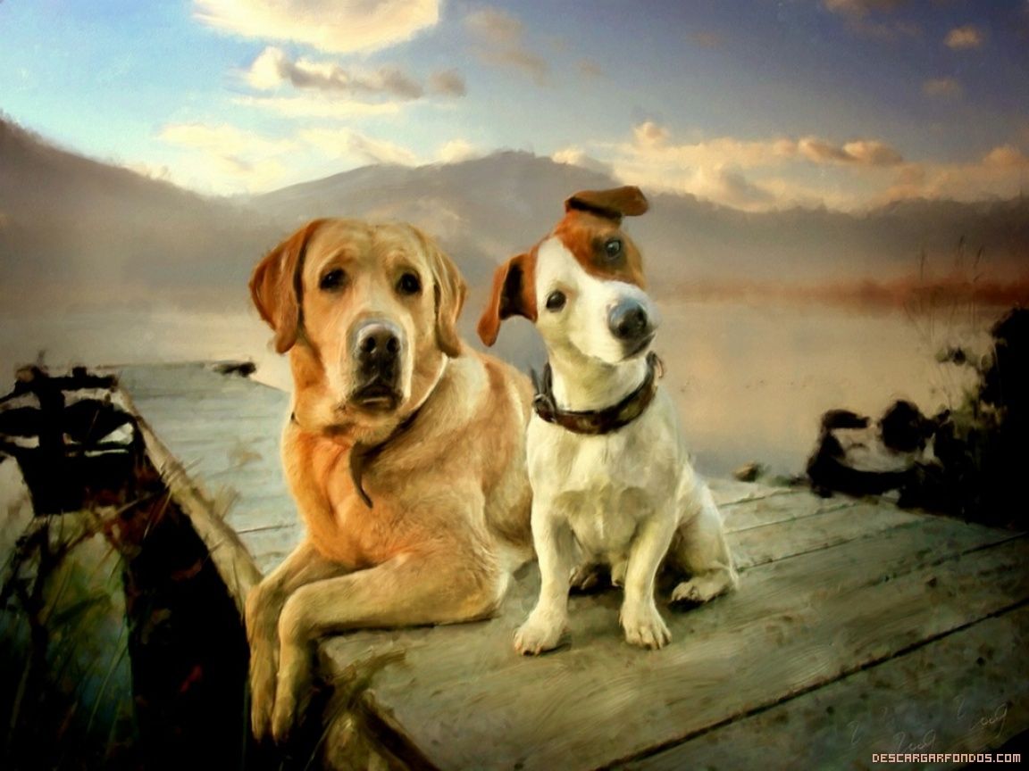 Fondo de pantalla de perro 1152x864