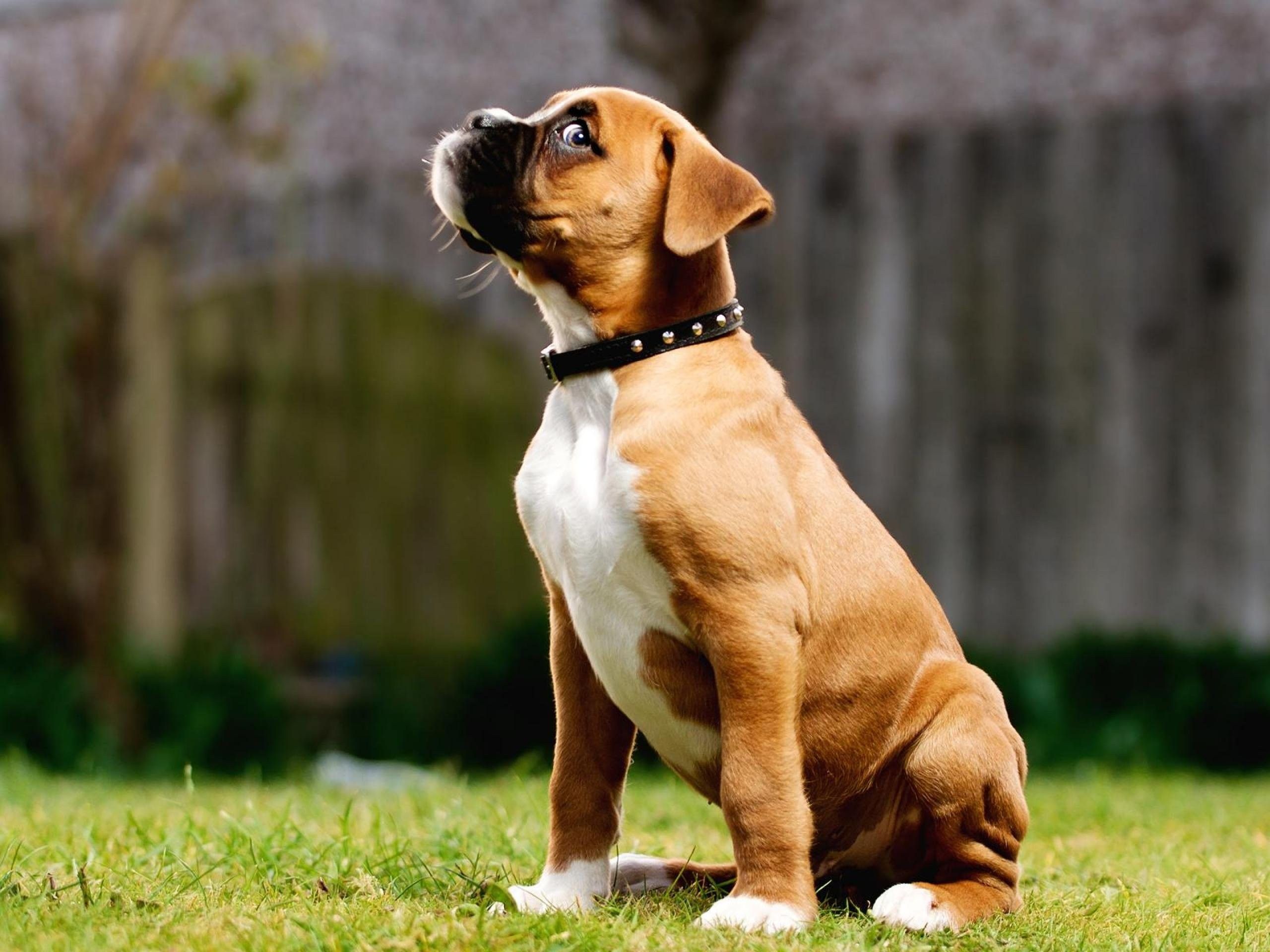 Fondo de pantalla de perro 2560x1920