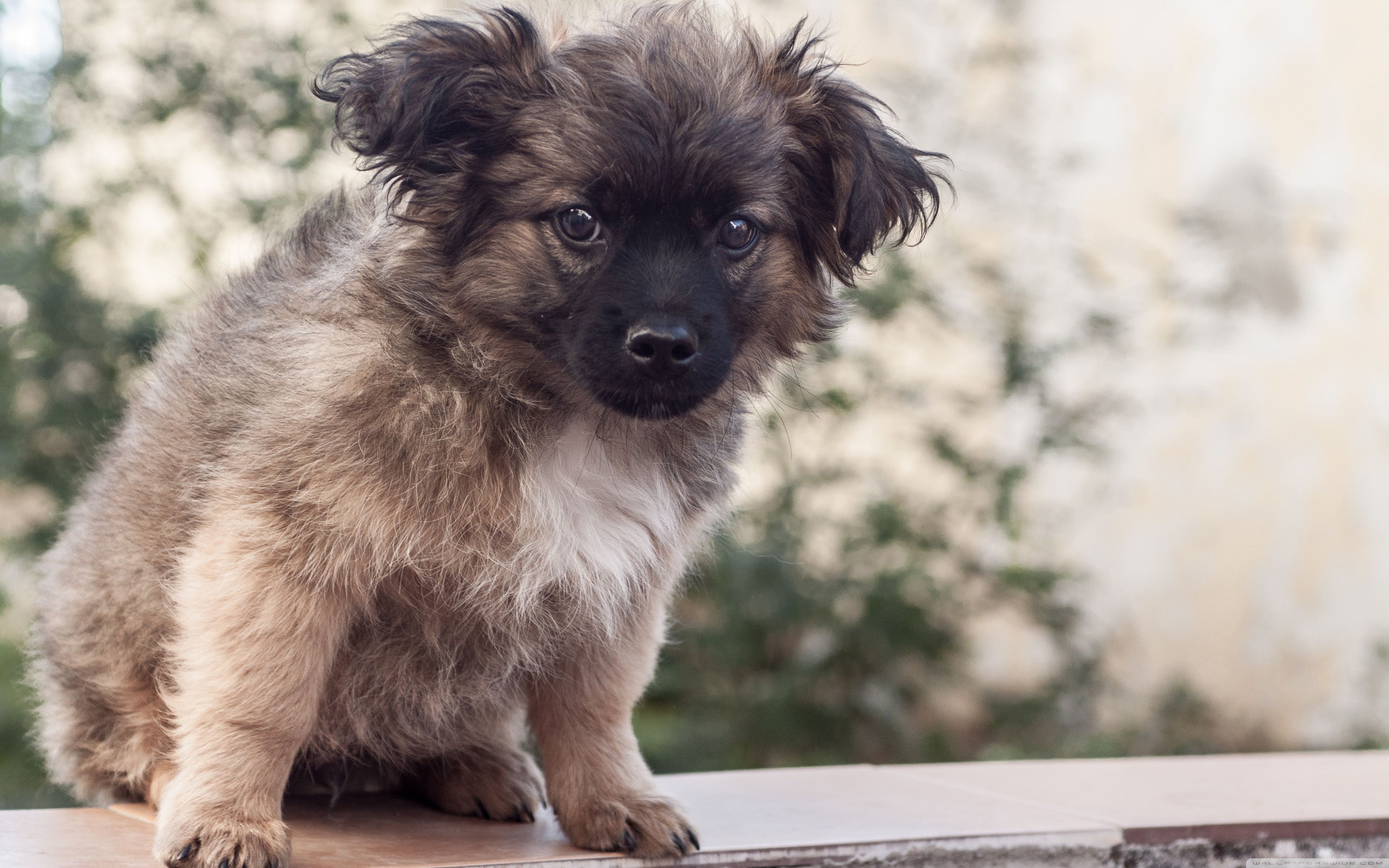 Fondo de pantalla de perro 3840x2400
