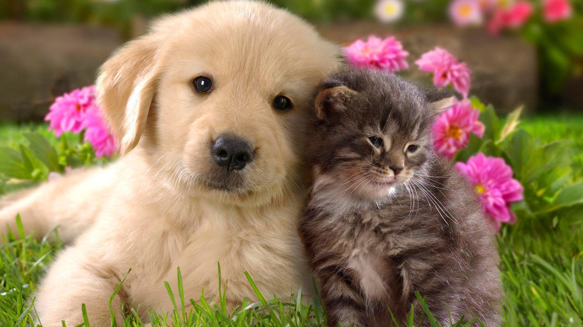 Fondo de pantalla de perro 1920x1080