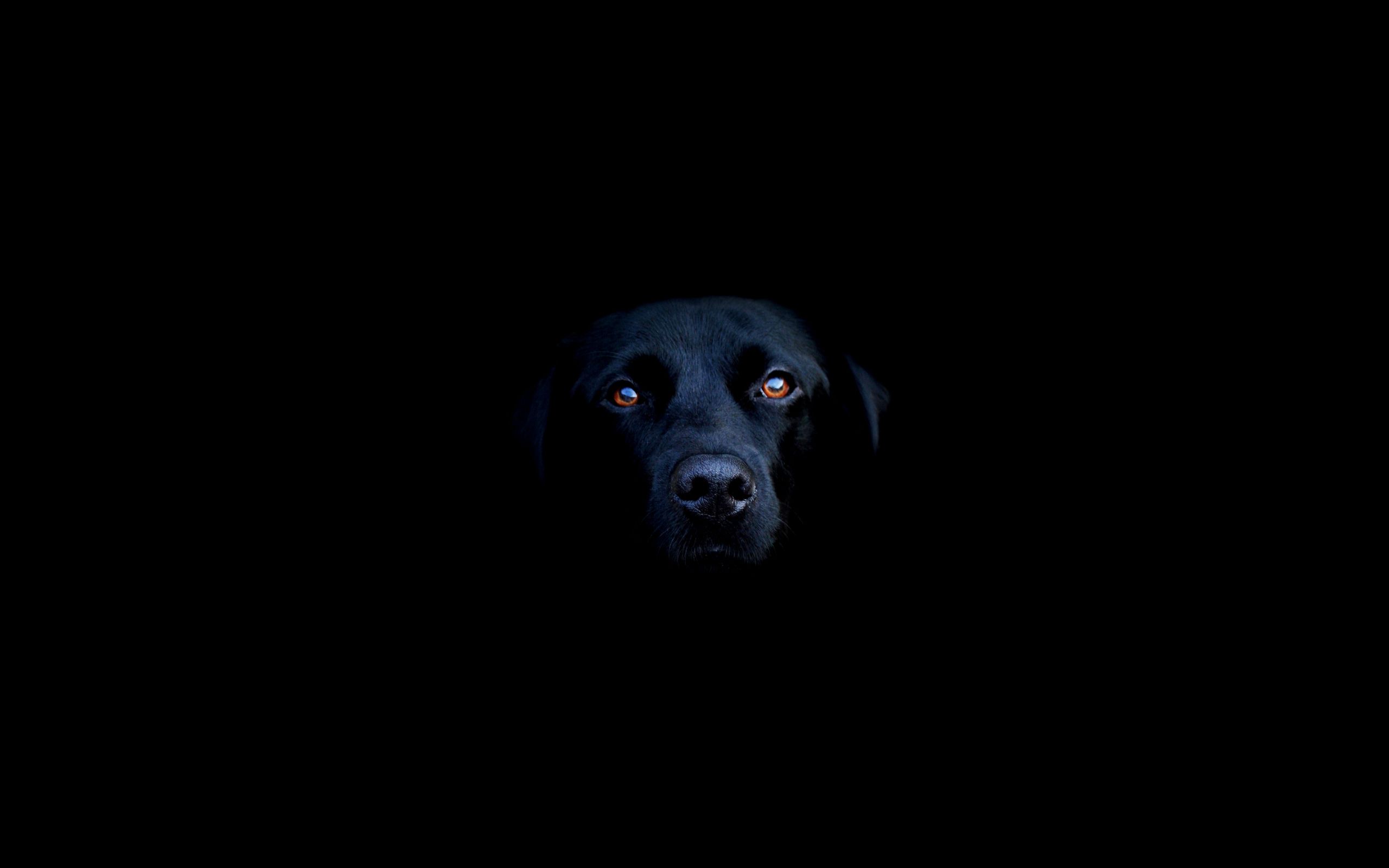 Fondo de pantalla de perro 2560x1600