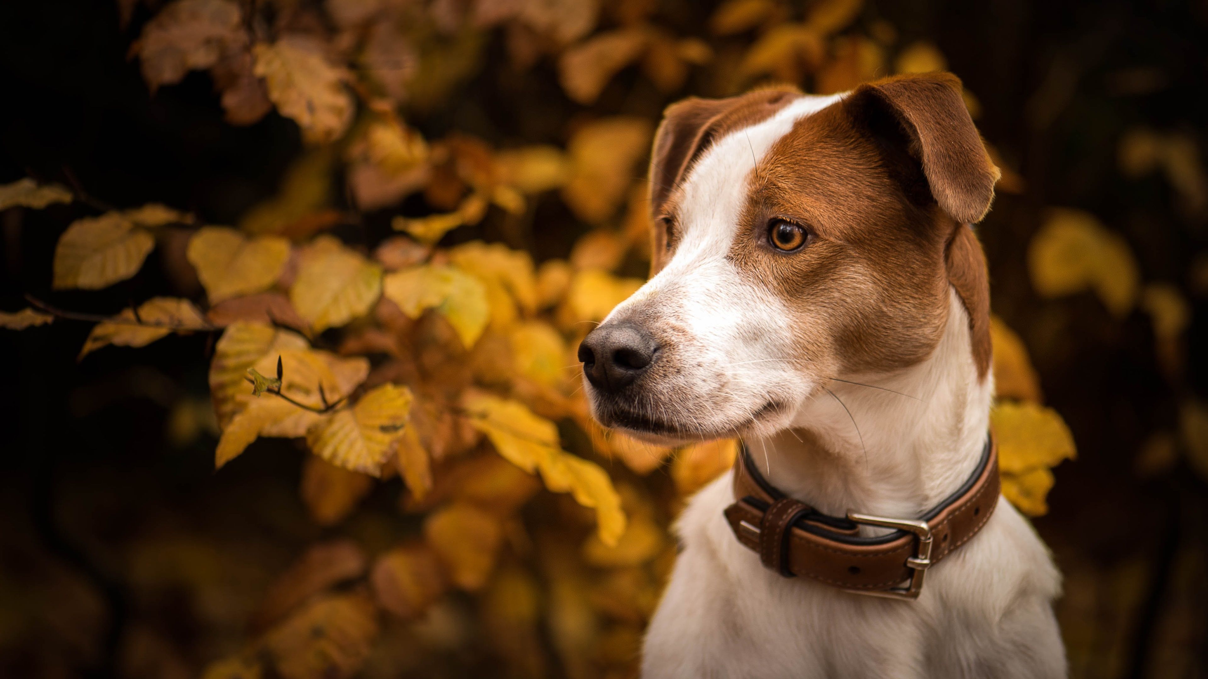 Fondo de pantalla de perro 3840x2160