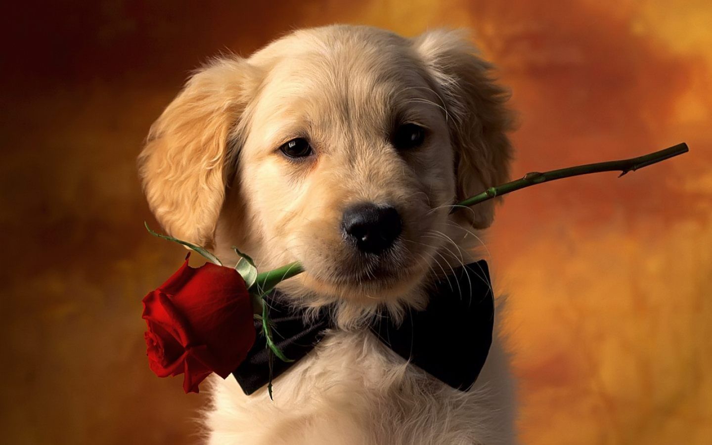 Fondo de pantalla de perro 1440x900