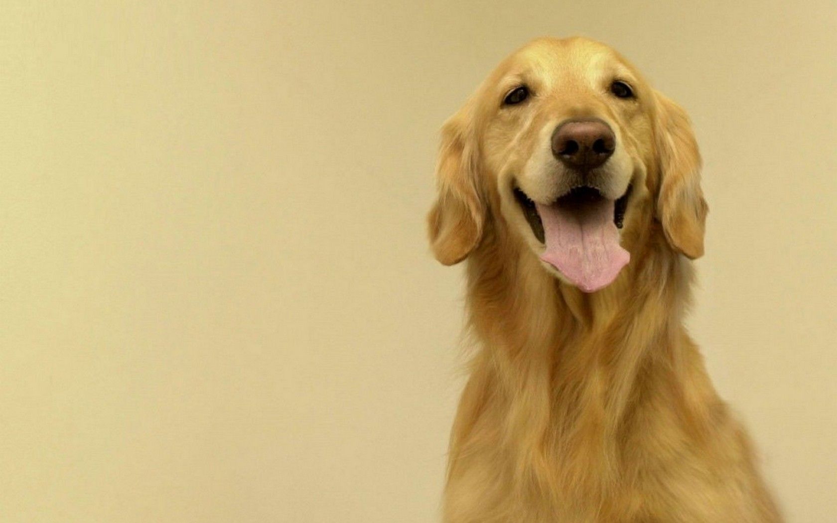 Fondo de pantalla de perro 1680x1050